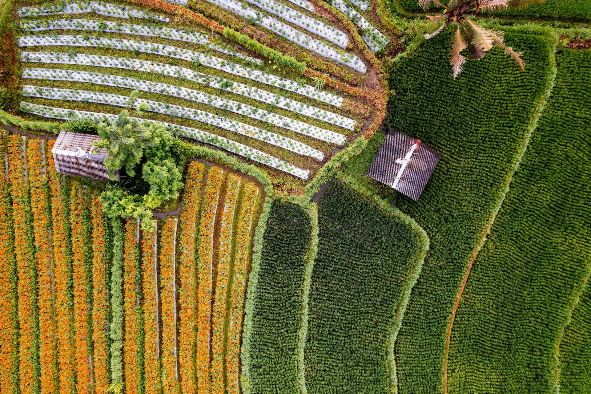 Precision agriculture aerial view