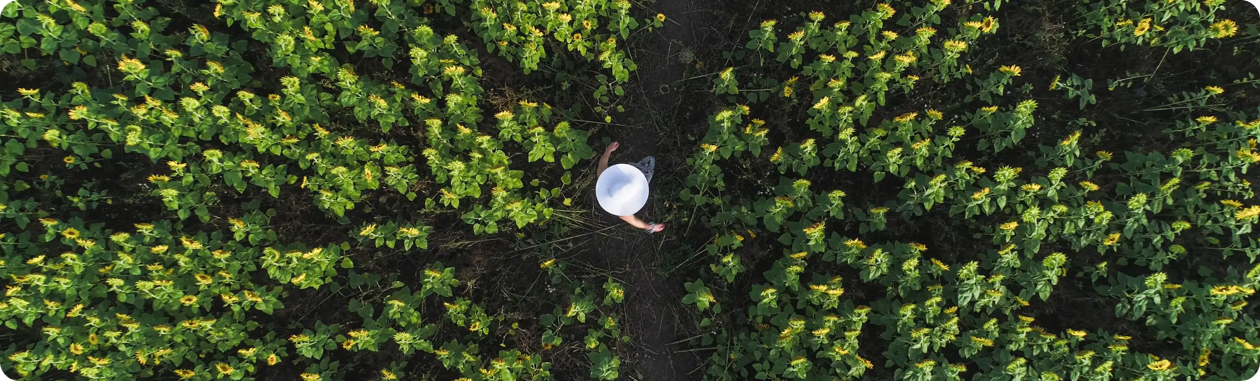 Aerial view of agricultural fields